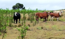 Beef cattle finishing systems put to the test