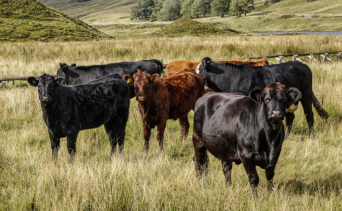 Huge opportunity as Scottish public demand local red meat