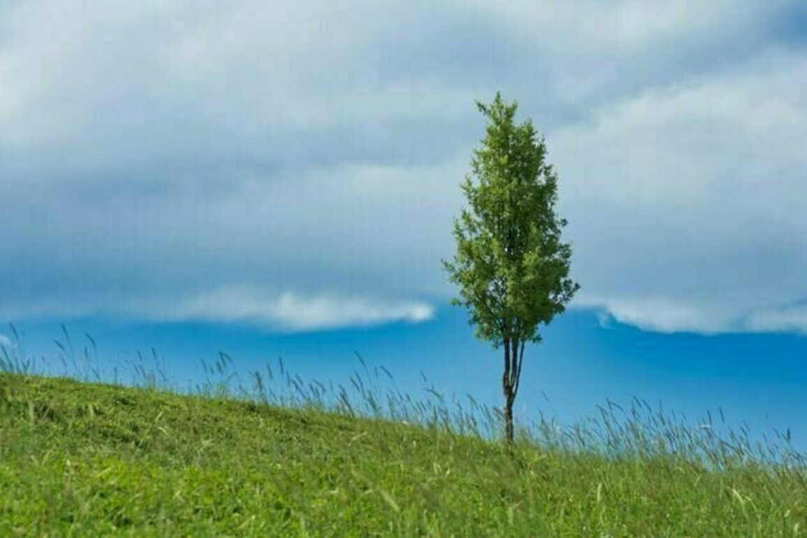 Trees alone won't save us: new study says forestation has less potential to fix the climate than hoped
