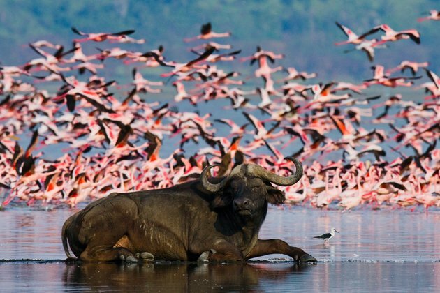 Insights from Kenya: why anthrax outbreaks recur in the same areas