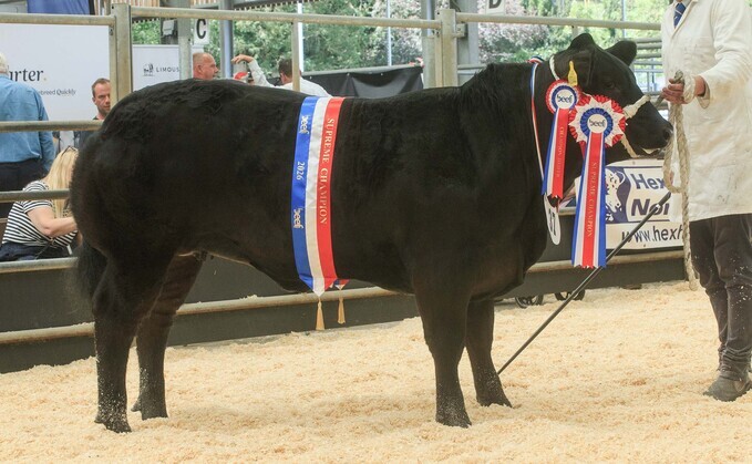 Supreme champion from the Lyon family