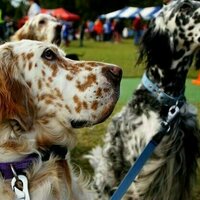 As the Million Paws Walk takes its last lap, other charity fundraising events face serious challenges