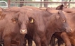 Rainfall brings life to cattle market