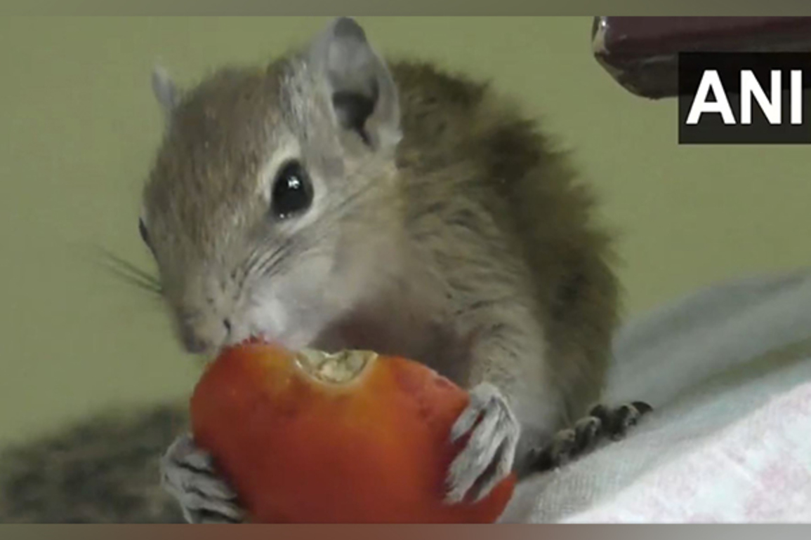 Squirrel as Pet: Tamil Nadu youngsters teach a lesson in compassion