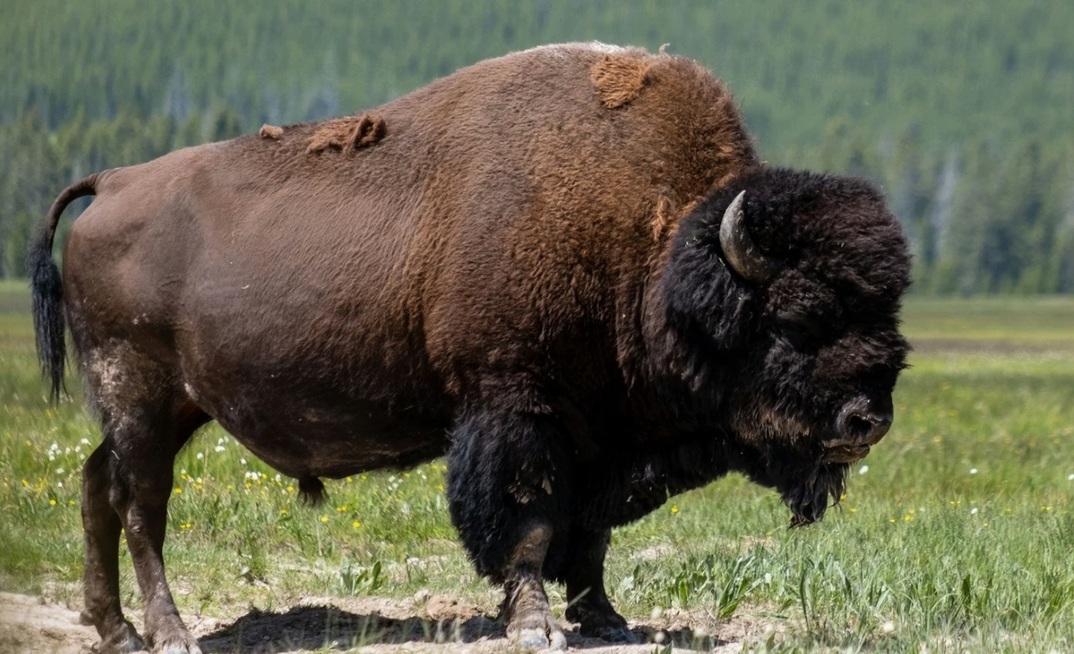 Bison IPO offers real wildcat gold play in Nevada