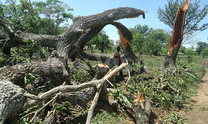 Hailstorm ravages Soroti villages, hundreds homeless Hailstorm ravages Soroti villages, hundreds homeless