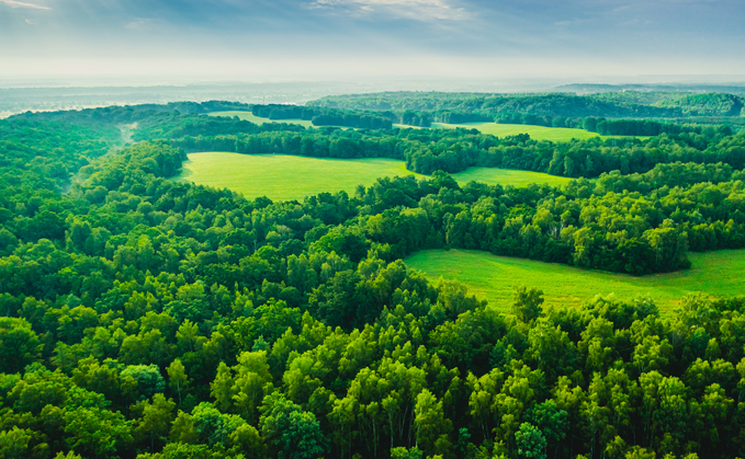 SYPA provides £50m to Gresham House forest strategy