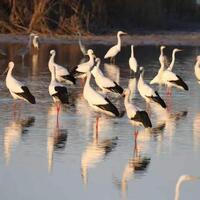 Wetland restoration boosts local livelihoods in northern China