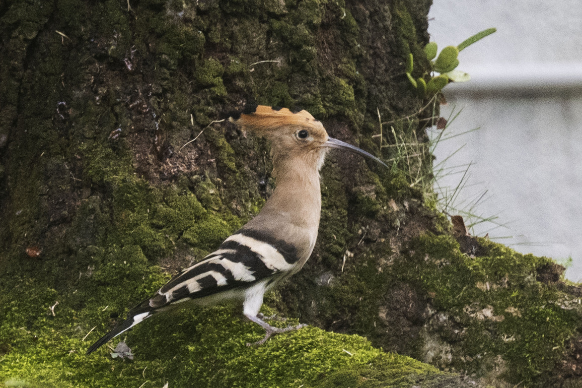 SINGAPORE-HOOPOE