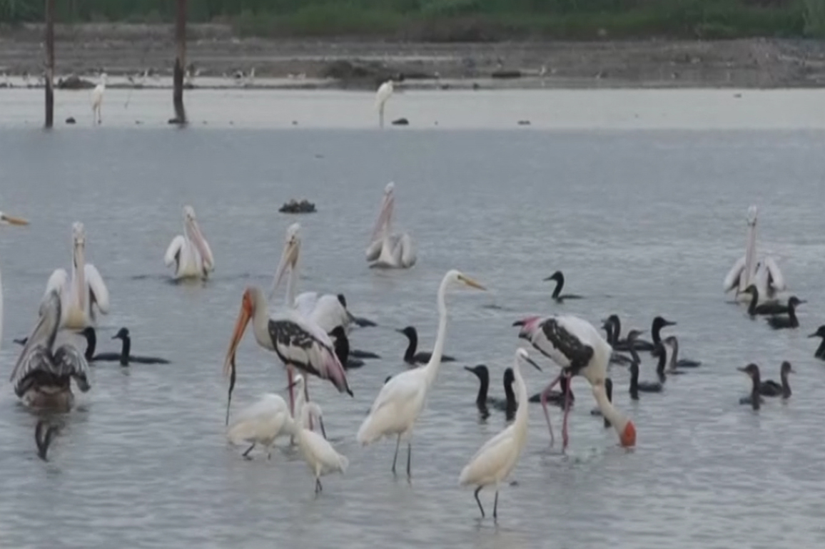 Thoothukudi salt pans turn into a haven for water birds amidst heavy rainfall