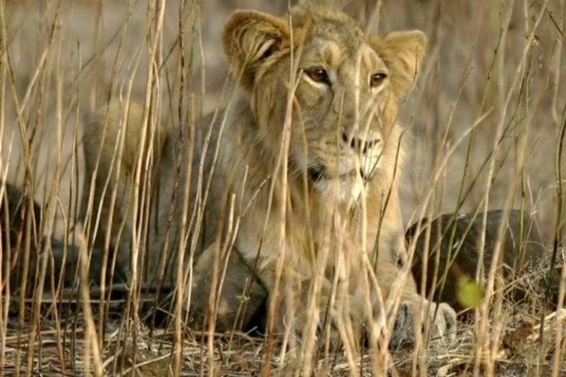 Delta variant found in four lions at Vandalur Zoo