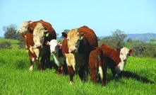 Sequestering carbon in soil grazing systems gets tick of approval