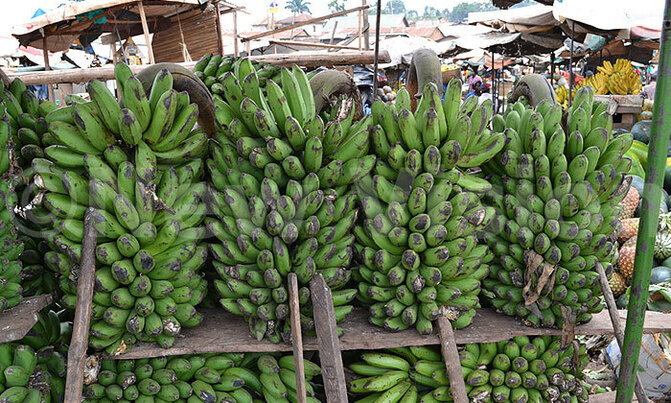 Matooke, Irish potato prices remain high Matooke, Irish potato prices remain high