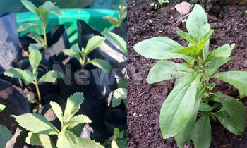 Stevia 350x210