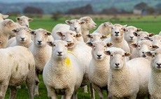 UK livestock farmers facing higher feed prices due to quirk in tariff regime