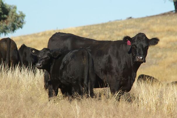 IVF technology can be used to greatly increase the rate of genetic gains without compromising animal welfare and future production. 