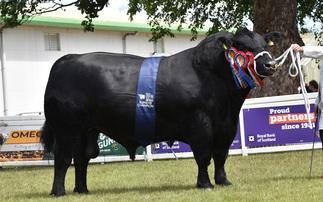 Aberdeen-Angus bull crowned king of the beef rings at Royal Highland Show