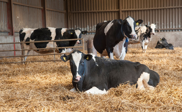 Heat stress in dry cows is impacting future generations  