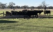 A Federal Budget allocation of hundreds of millions of dollars is good news for the beef export sector. Picture Mark Saunders.