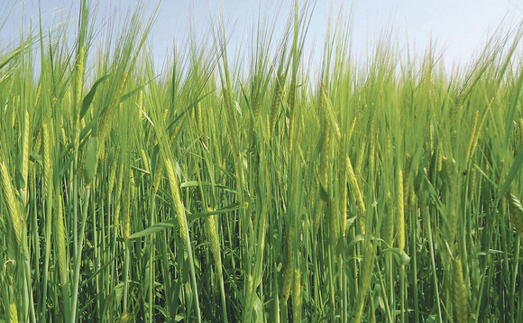 Safeguard barley yields by protecting green leaf areas