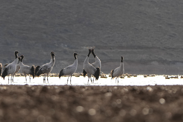 (InXizang)CHINA-XIZANG-LHASA-BLACK-NECKED CRANES (CN)