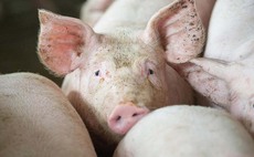Scotland's pig sector remains 'on the brink of collapse' despite new funding