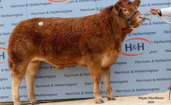 Pamela leads Red Ladies sale at 18,000gns