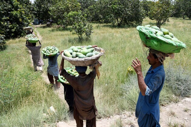 PAKISTAN-HYDERABAD-MANGO-HARVEST