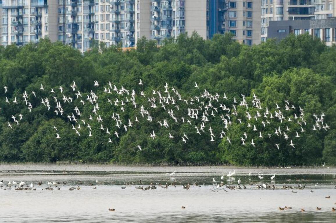 Noisy birds become teachers for Shenzhen middle school students