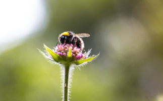 Last government breached nature laws by approving 'bee-killing' pesticides, watchdog rules