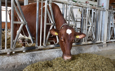 Death of farmer trampled by cow 'could have been prevented' according to FAI