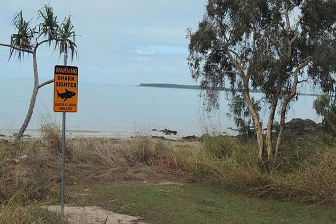 Shark attacks couple swimming at Australian beach, kills woman