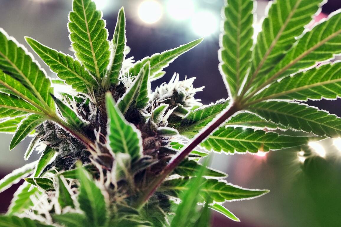 Opinion- Dont forget about medical cannabis patients