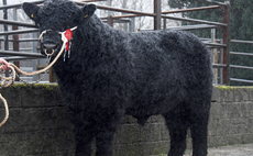 Welsh Black bull sells for 10,000gns at Dolgellau
