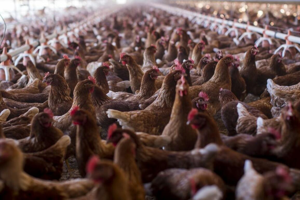 New strain of bird flu wipes out Mississippi poultry flock