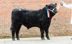 Gaffer leads Galloway sale at Castle Douglas