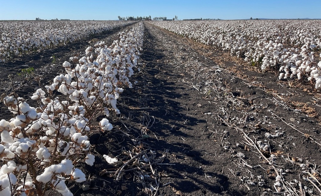 Boosting cotton production is part of a new $5.3 million collaborative industry partnership project in Queensland that will also target grain and pulse crops.