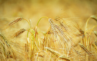 Winter and spring crops starting to show impacts of dry conditions