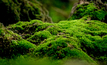  Native moss from Kiruna is being used in the project