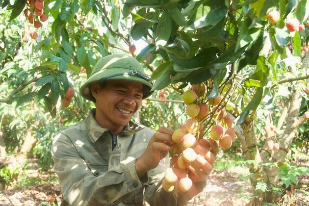 Vietnamese farmers hopeful for sweet gains as lychee exports to China start
