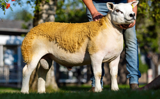 High of 70,000gns at Solway and Tyne Texel sale