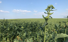 Area of winter cropping rises as growers take advantage of open autumn