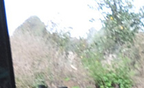 Boosting calf health: The powerful impact of dam vaccination on dairy farm's calves