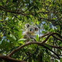 Sniping koalas from helicopters: here's what's wrong with Victoria's unprecedented cull