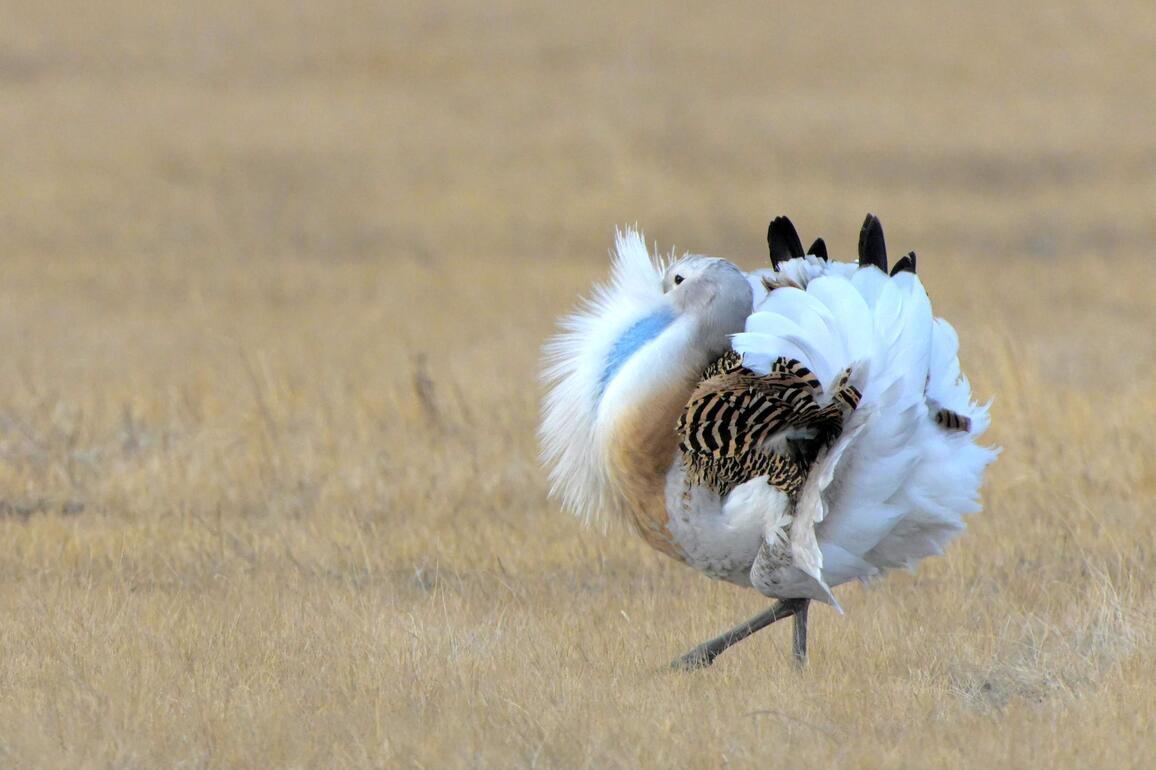 #(EcoChina) CHINA-HEILONGJIANG-LINDIAN-GREAT BUSTARD (CN)
