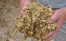 Slow performance for 2023 maize silage  
