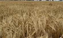 WA is set to produce over 20Mt of grain again this season, according to GIWA. 