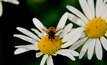 Plant wisely to help honeybees survive