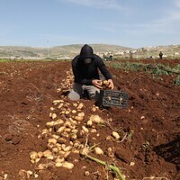 MIDEAST-WEST BANK-TUBAS-POTATO-HARVEST