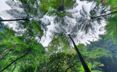 Study: Prices for high-quality carbon credit rise to record levels
